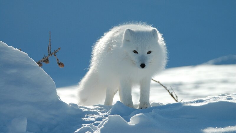 Arctic Fox in Snow — Calm, Branch