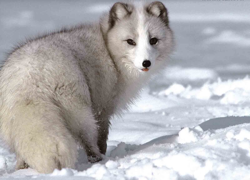 Arctic Fox in Snow — Calm, Gray