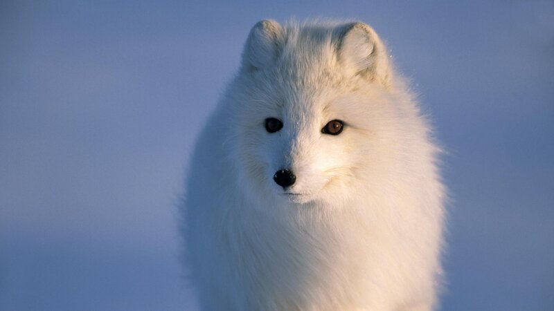 Arctic Fox in Snow — Calm, Sky