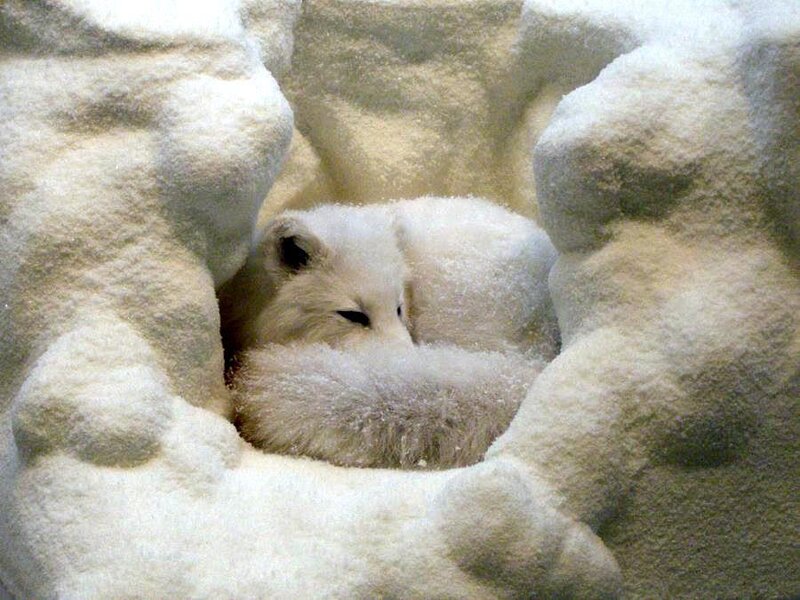 Arctic fox in snow den