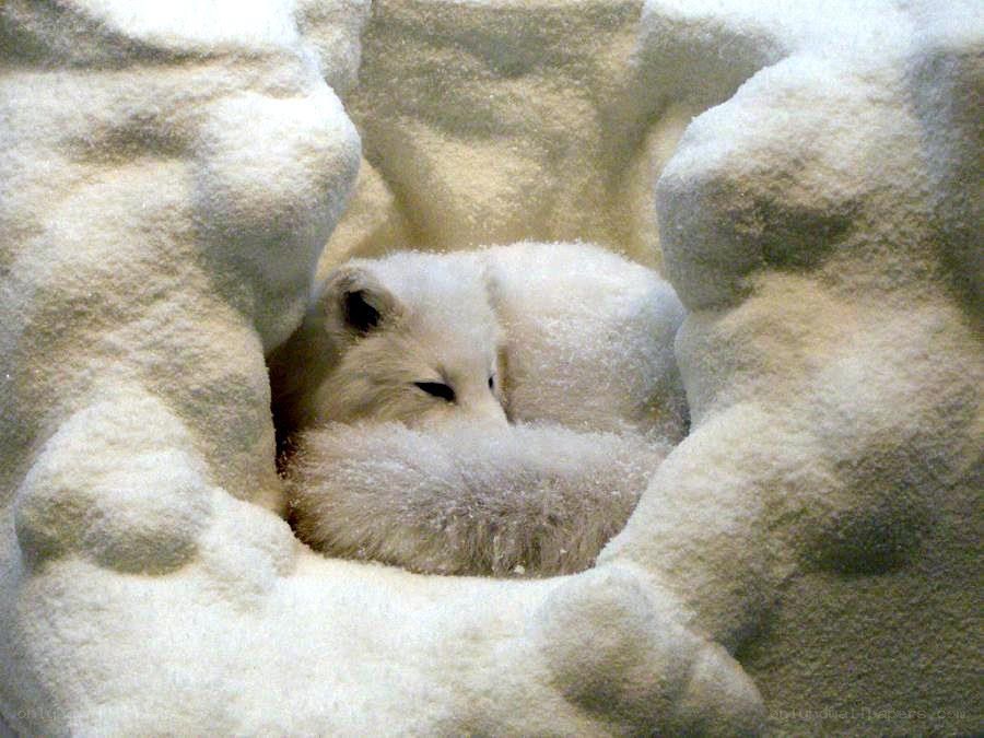 Arctic fox in snow den