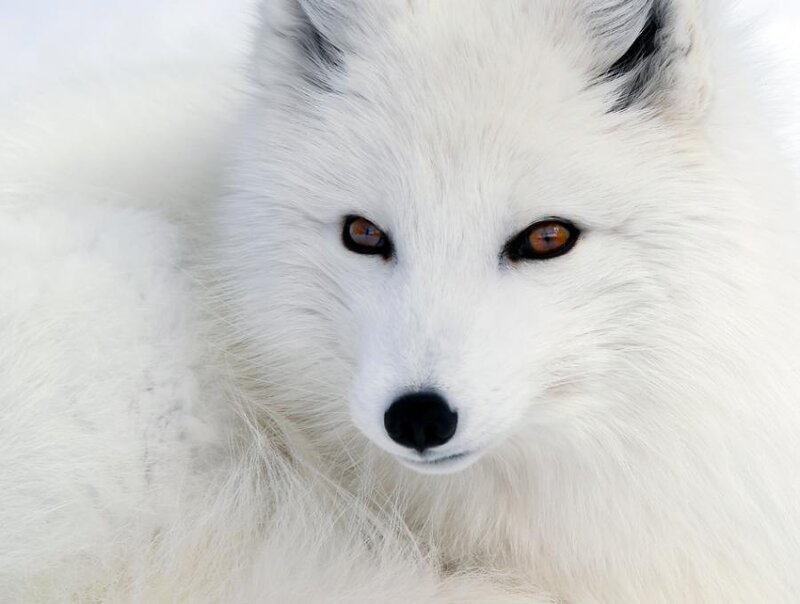 Arctic Fox in Snow — Photograph, Brown