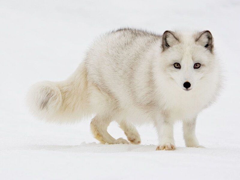 Arctic Fox in Snow — Photograph, Gray