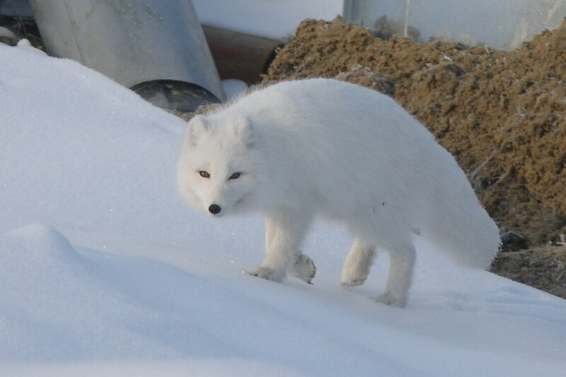 Arctic Fox in Snow — White, Alert