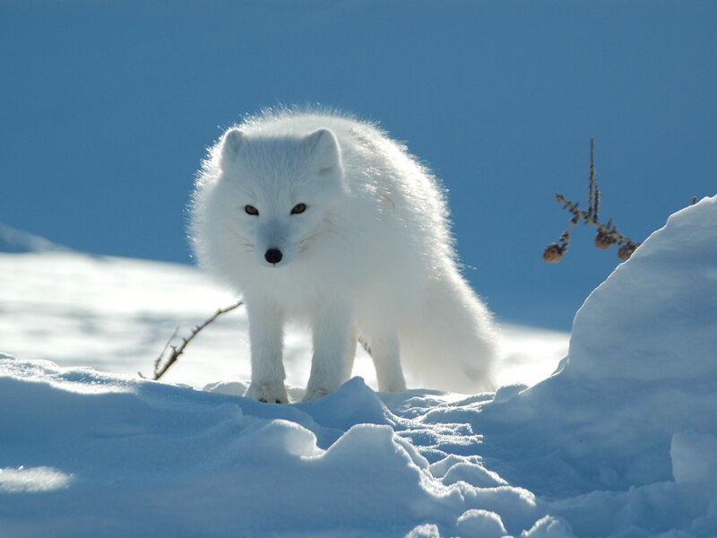 Arctic Fox in Snow — White, Calm