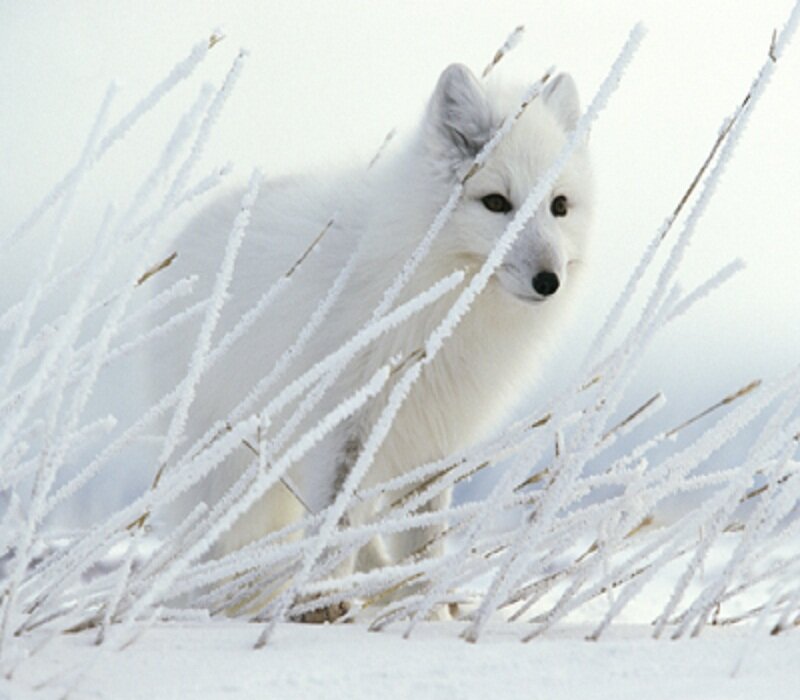 Arctic Fox in Snow — White, Calm, Winter, Photograph, Frost