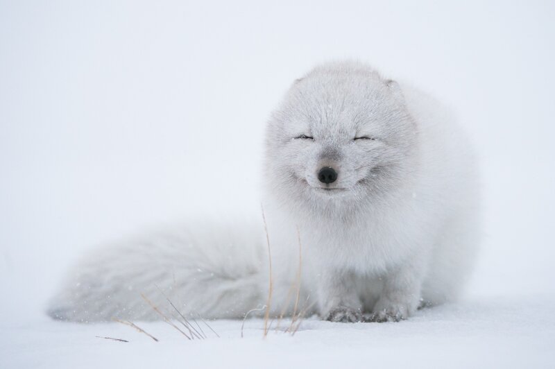 Arctic Fox in Snow — White, Calm, Winter, Photograph, Grass