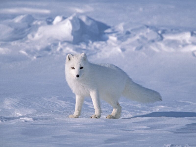 Arctic Fox in Snow — White, Calm, Winter, Photograph, Mountain