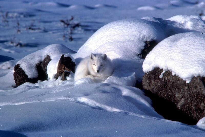 Arctic Fox in Snow — White, Calm, Winter, Photograph, Rocks