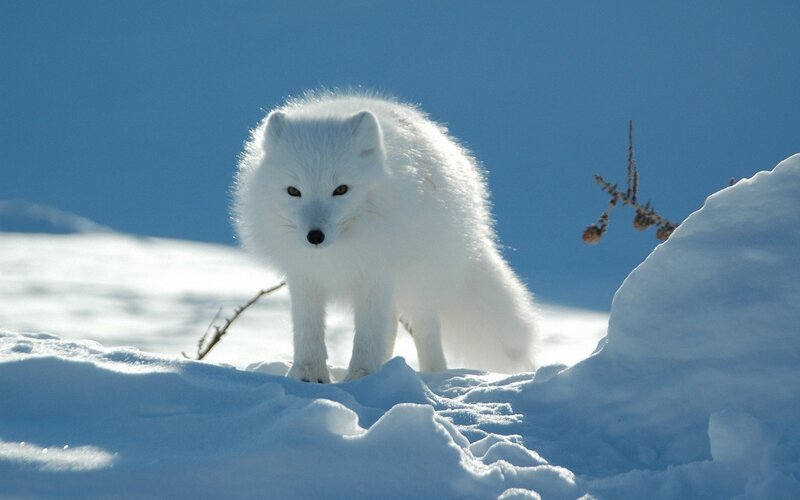 Arctic Fox in Snow — White, Calm, Winter, Photograph, Sky, Branch, Blue