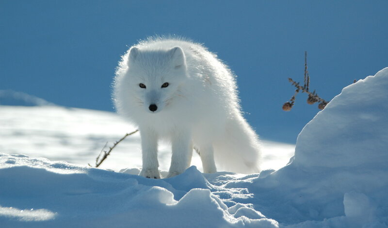 Arctic Fox in Snow — White, Calm, Winter, Photograph, Sky