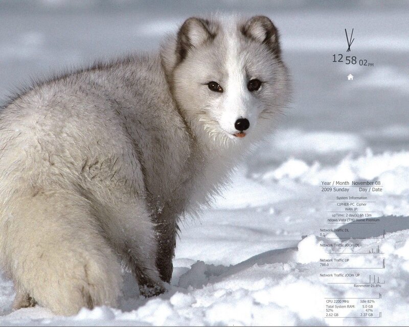 Arctic Fox in Snow — White, Calm, Winter, Photograph, System Monitor