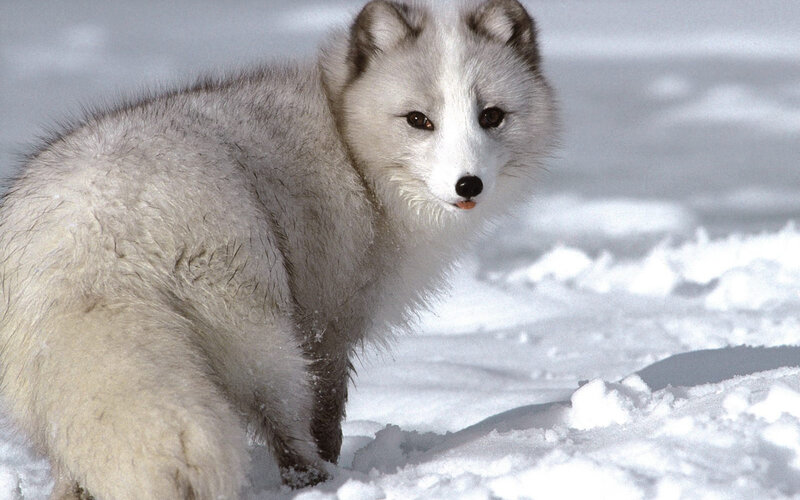Arctic Fox in Snow — White, Calm, Winter, Photograph