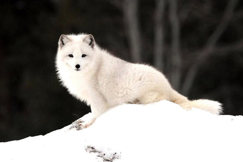 Arctic Fox in Snow — White, Calm, Winter, Photograph, Trees