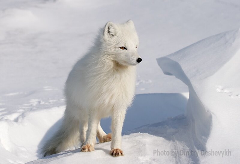 Arctic Fox in Snow — White, Calm, Winter