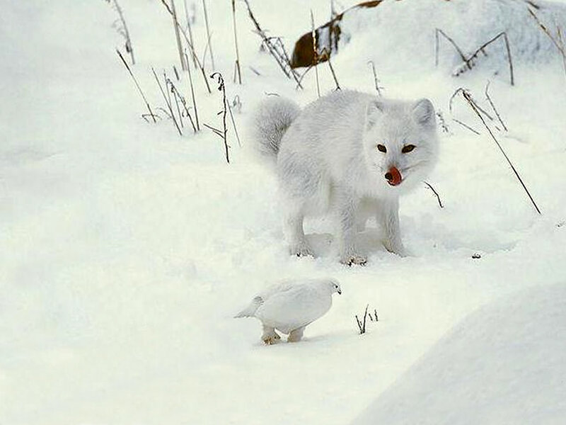 Arctic Fox in Snow — White, Cold