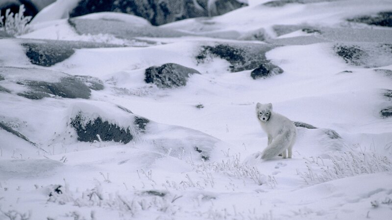 Arctic Fox in Snow — White, Cold, Winter, Photograph