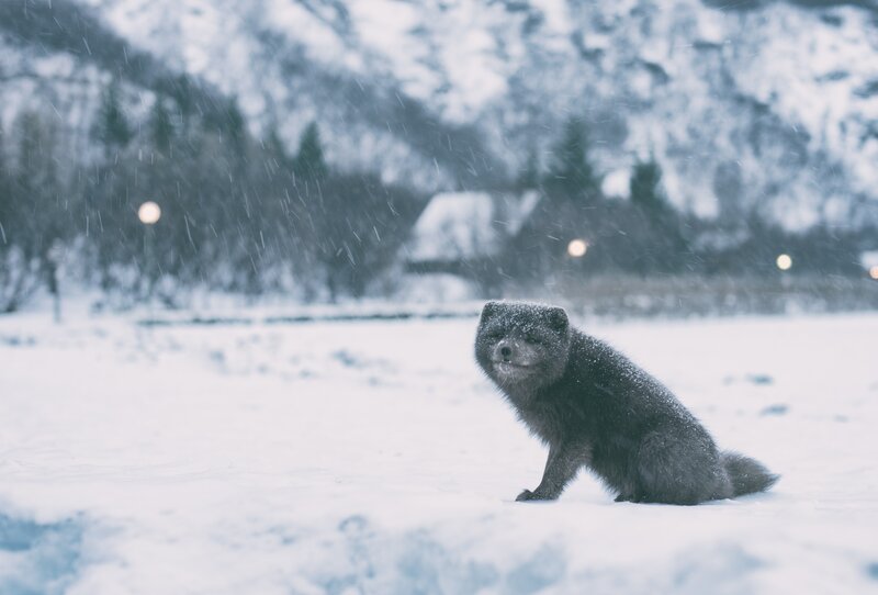 Arctic Fox in Snow — White, Cold, Winter