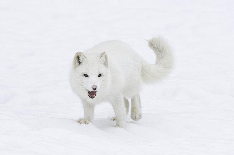 Arctic Fox in Snow — White, Neutral, Winter