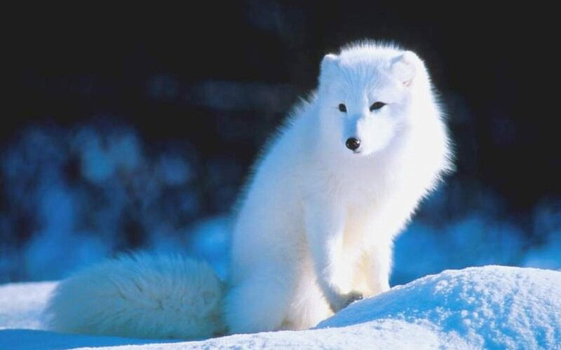 Arctic Fox in Snow — White, Serene, Winter, Photograph, Dark Background