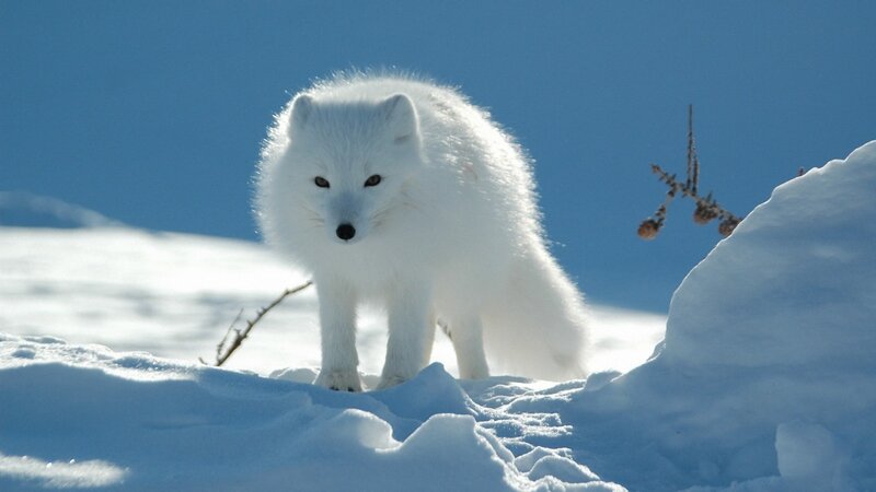 Arctic Fox in Snow — White, Serene, Winter, Photograph, Sky, Plant