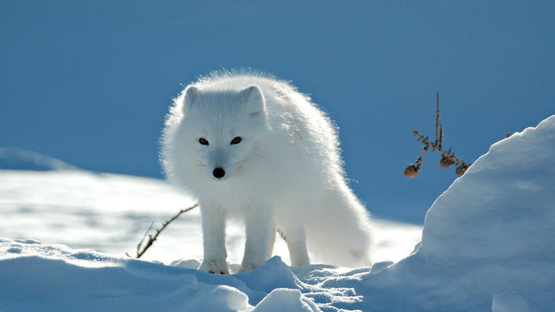 Arctic Fox in Snow — White, Serene, Winter, Photograph, Sky