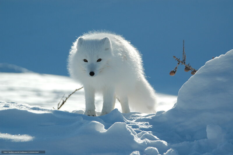 Arctic Fox in Snow — White, Serene, Winter, Photograph