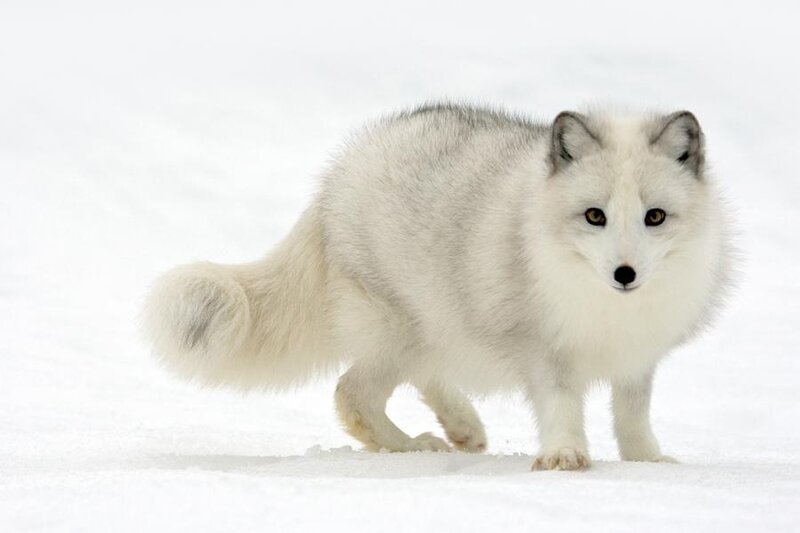 Arctic Fox in Snow — Winter, Gray