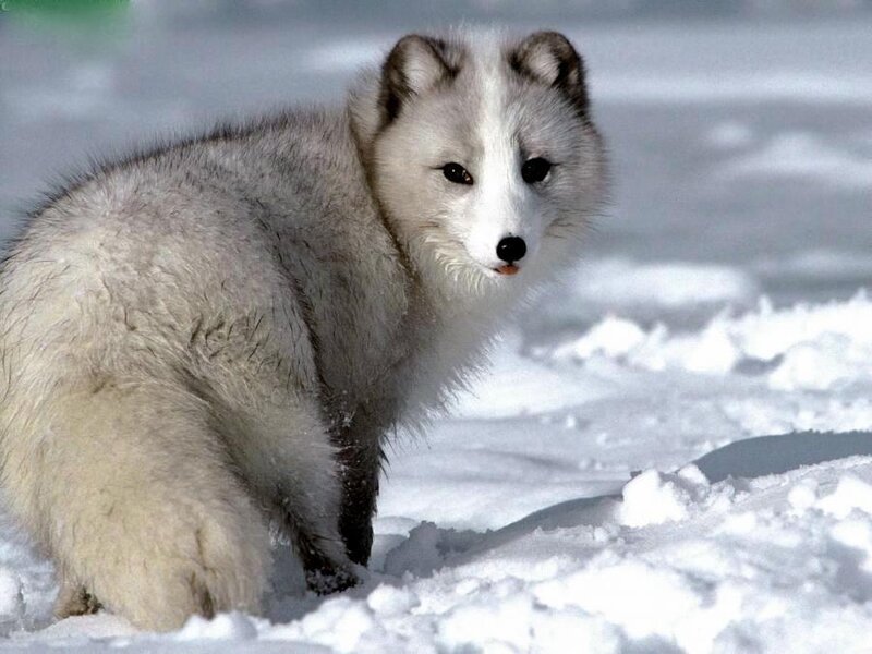Arctic Fox in Snow — Winter, Photograph