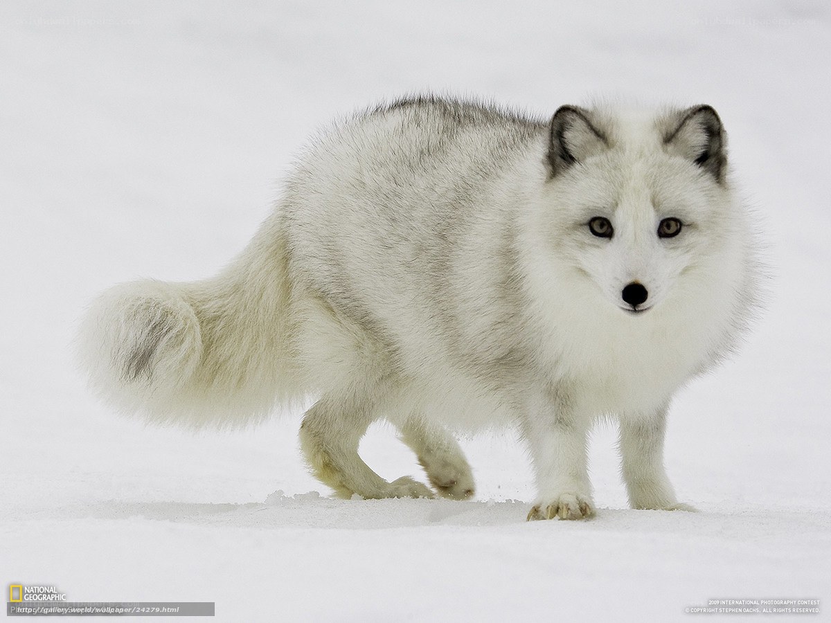 Arctic fox in snow