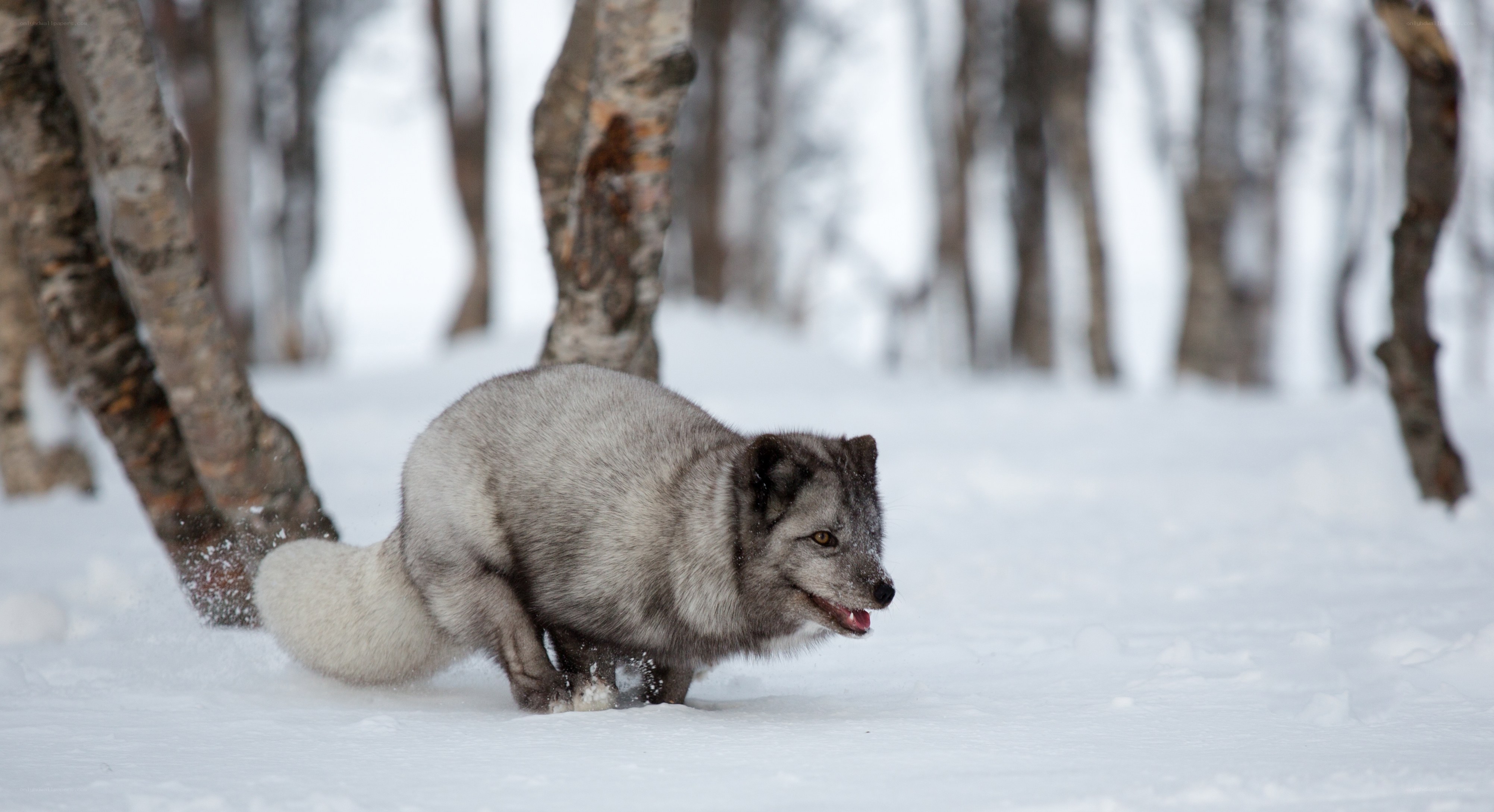 Arctic fox in snowy forest