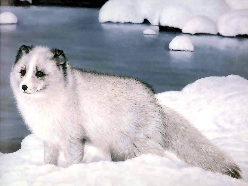 Arctic fox in snowy landscape