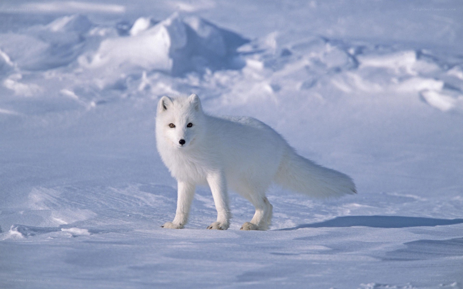 Arctic fox in snowy landscape