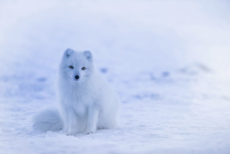 Arctic fox in snowy landscape
