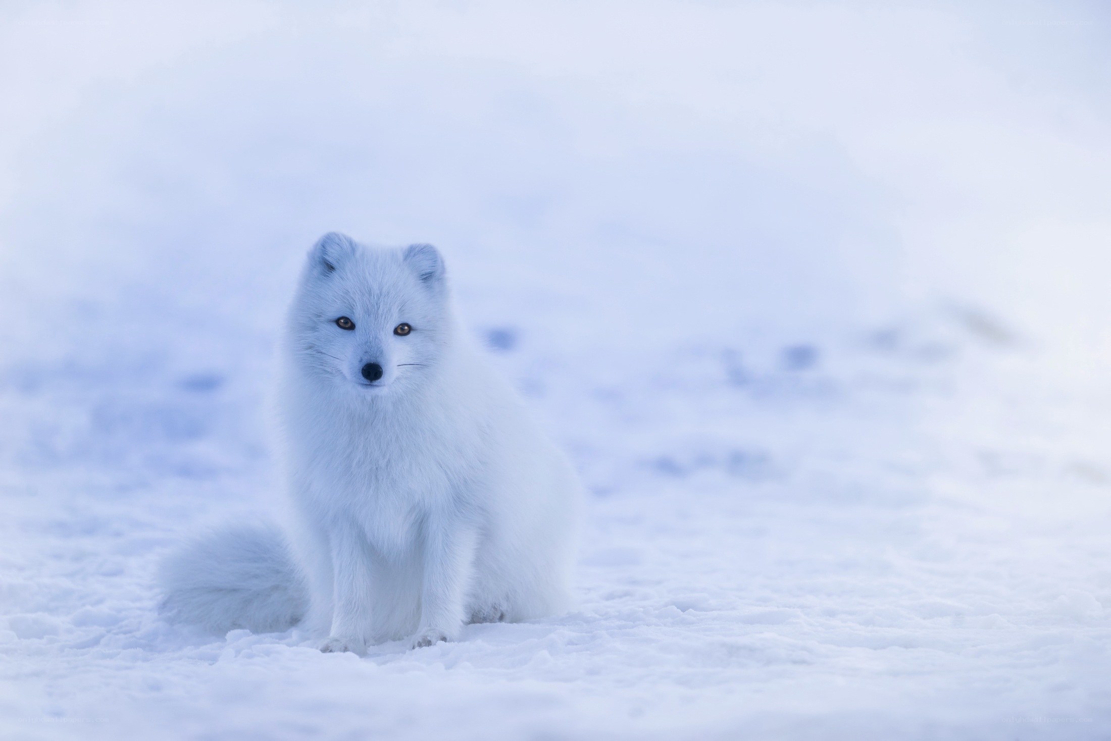 Arctic fox in snowy landscape