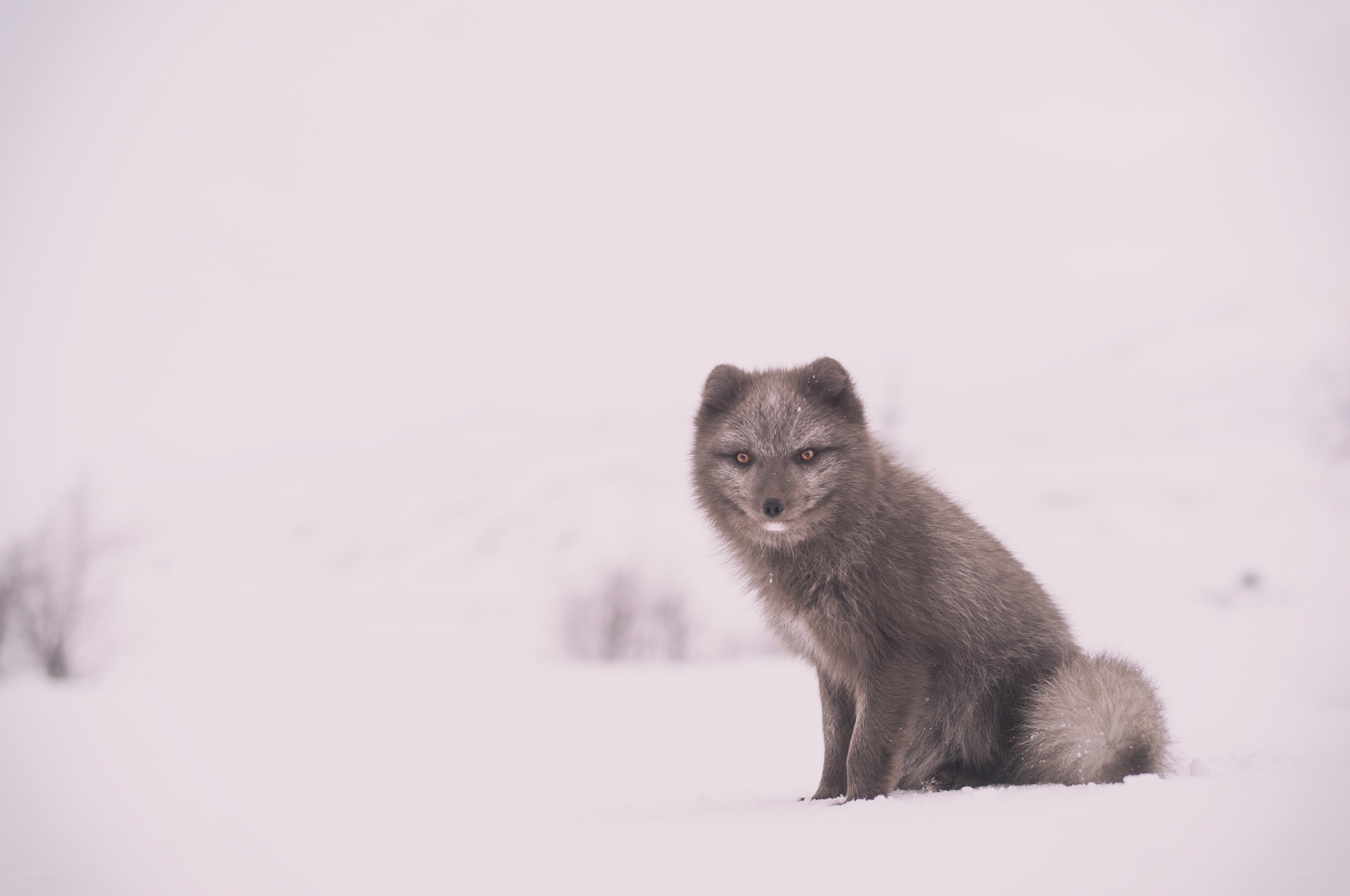Arctic fox in snowy landscape