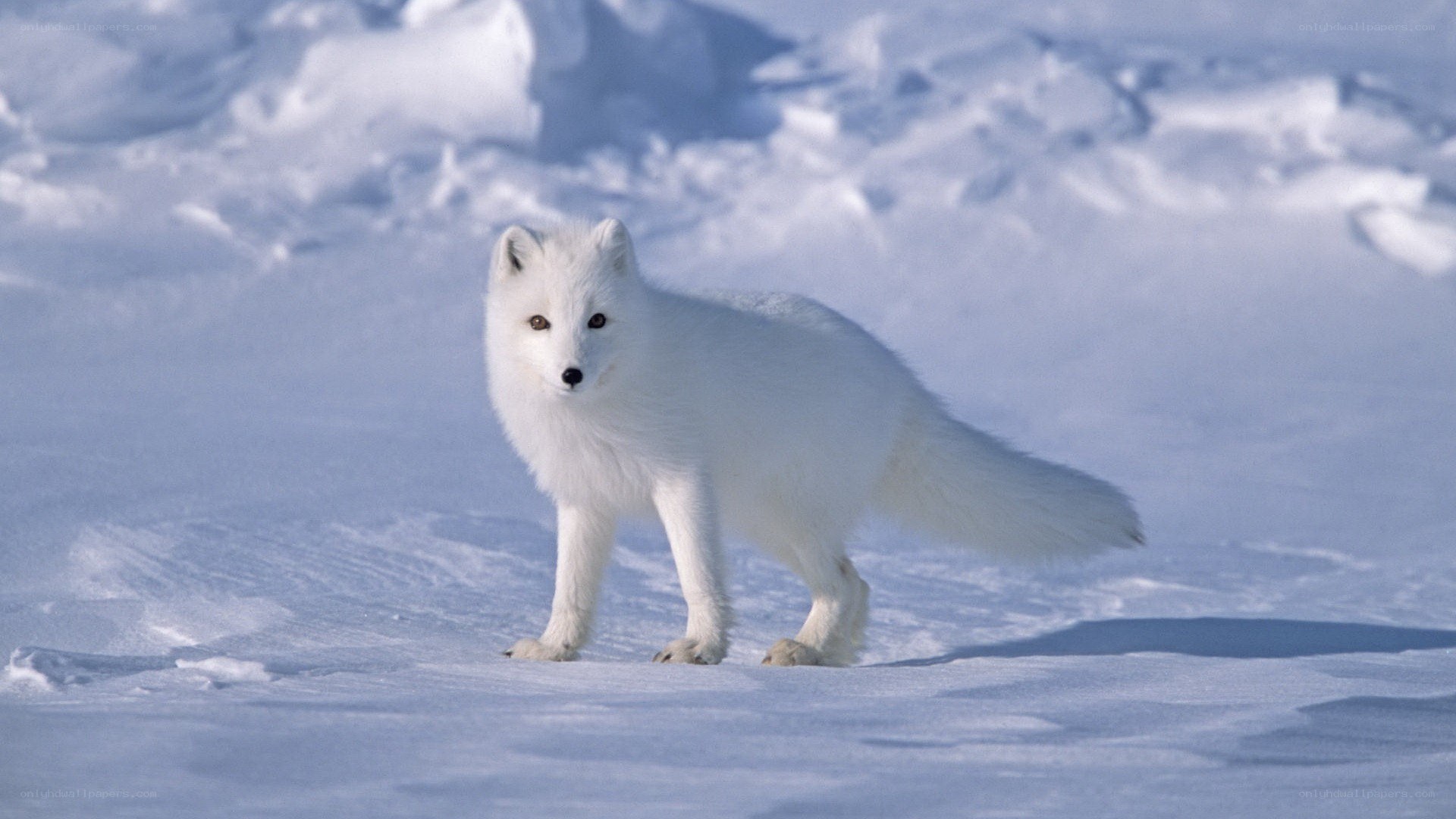 Arctic fox in snowy landscape