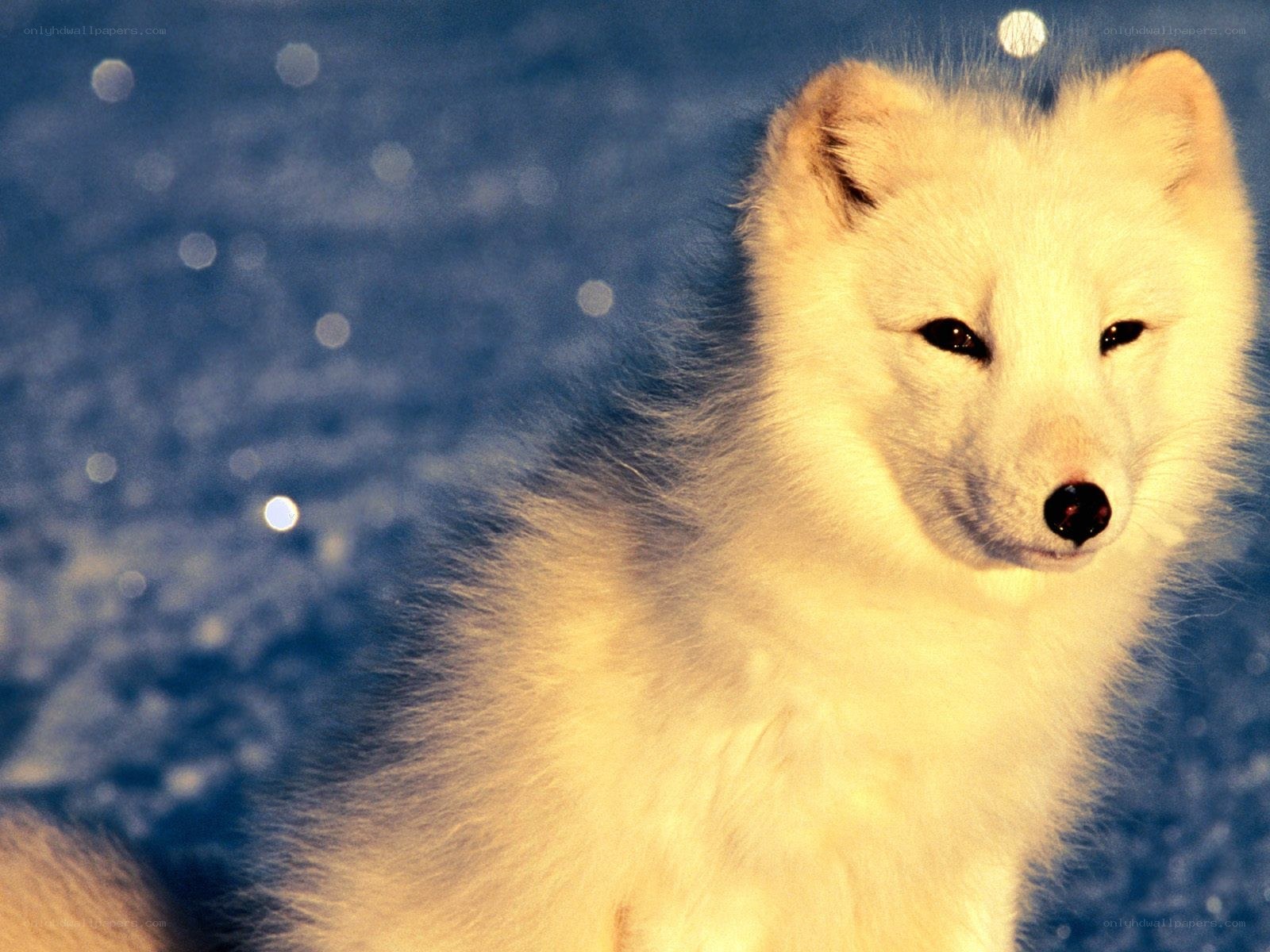 Arctic fox in snowy landscape