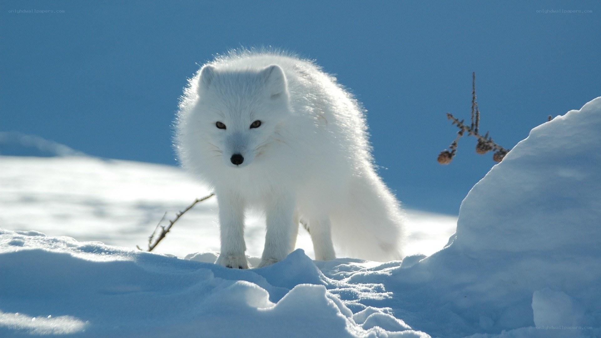 Arctic fox in snowy landscape