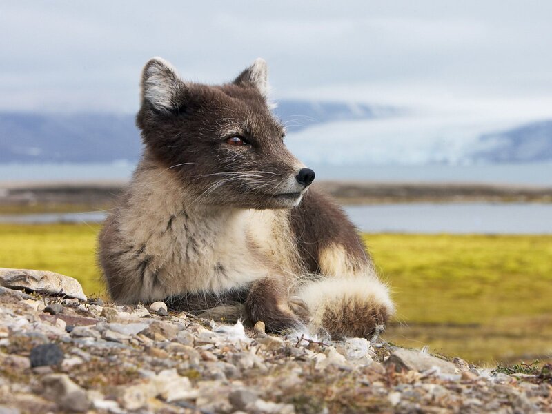 Arctic Fox in Summer