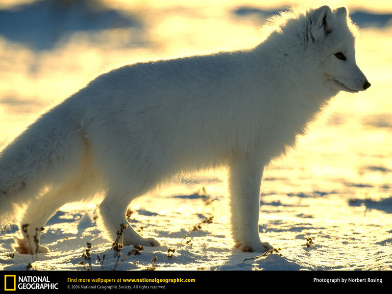 Arctic fox in sunset