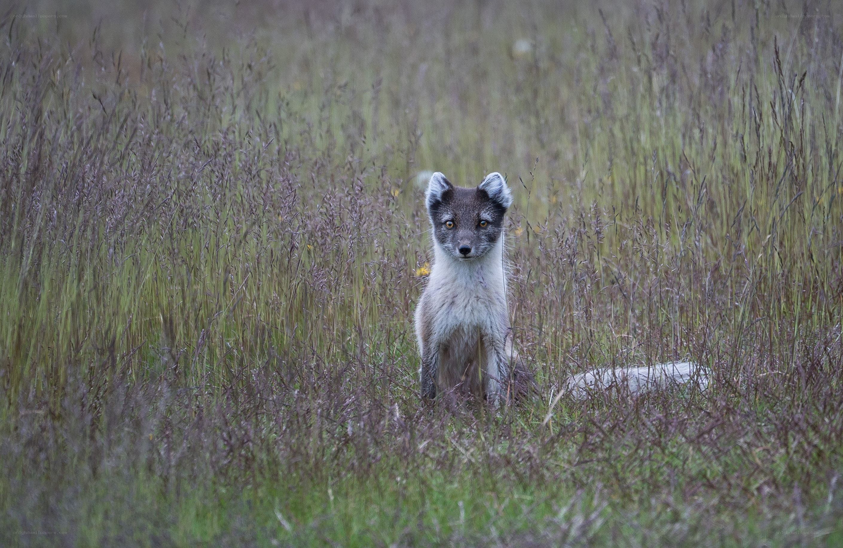 Arctic fox in tall grass