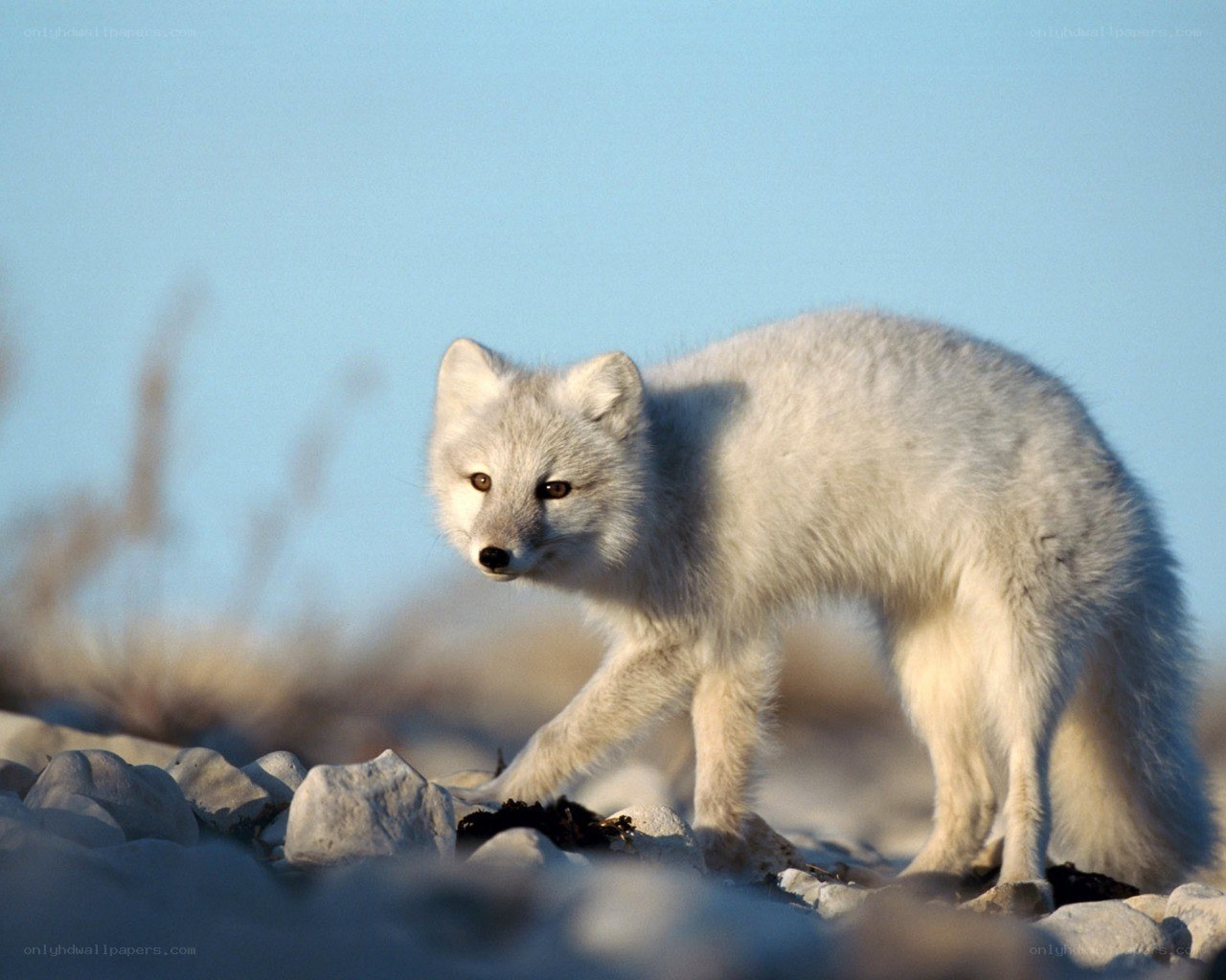 Arctic fox in the wild