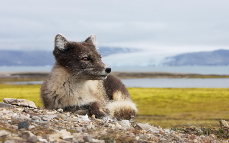 Arctic Fox in Tundra — Brown, Calm
