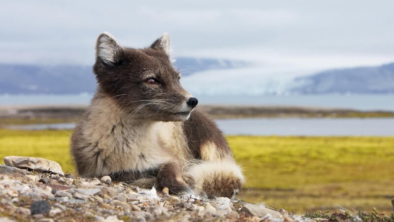 Arctic Fox in Tundra — Brown