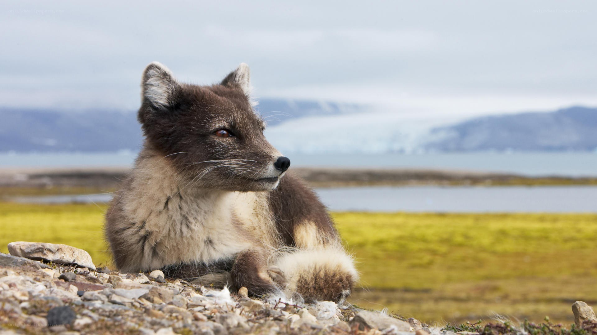 Arctic fox in tundra landscape