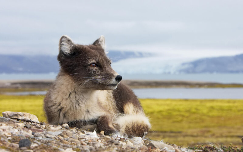 Arctic Fox in Tundra