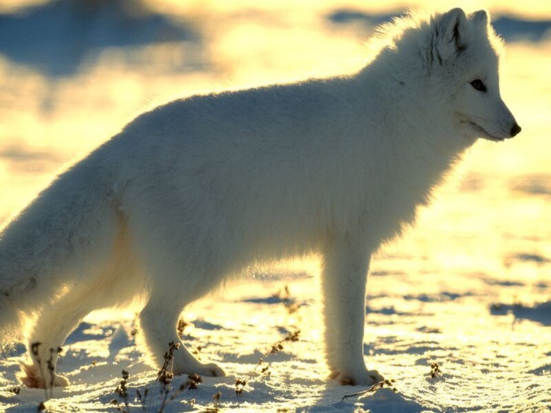 Arctic fox in winter