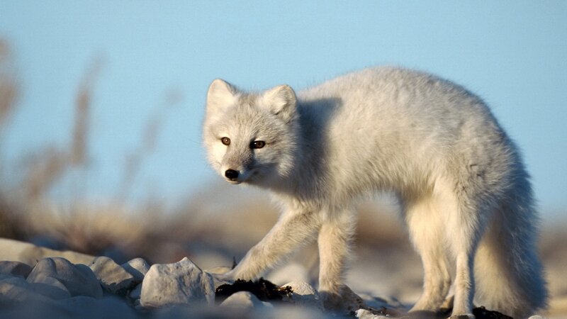 Arctic fox in winter