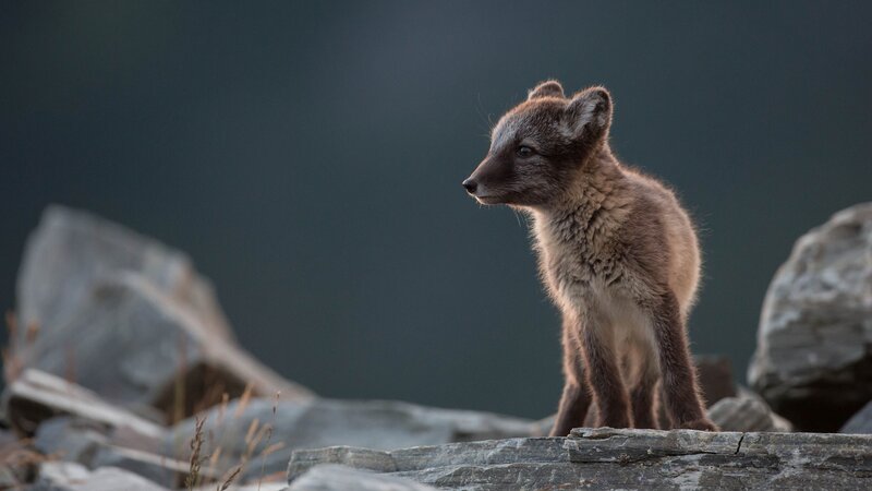 Arctic Fox Kit — Brown, Alert